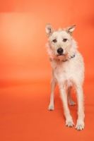 fon-savage-widetone-orange-2-18-x-11-m-fotofox.com.ua-6.jpg