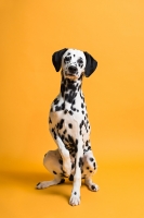 fonsavage-widetone-marmalade-2-18-x-11-m-fotofox.com.ua-4.jpg