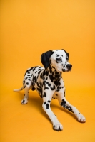 fonsavage-widetone-marmalade-2-18-x-11-m-fotofox.com.ua-5.jpg