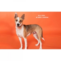 bumazhnyj-272-h-110-m-morkovnyj-tangerine-fotofox.com.ua-3.jpg