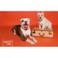 bumazhnyj-272-h-110-m-morkovnyj-tangerine-fotofox.com.ua-4.jpg