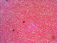 nabor-mikropreparatov-levenhuk-n38-ng-fotofox.com.ua-6.jpg